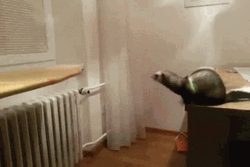 Ferret Jump Fail GIF
