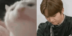 Ferret Party Cat GIF
