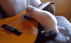Ferret Playing Guitar