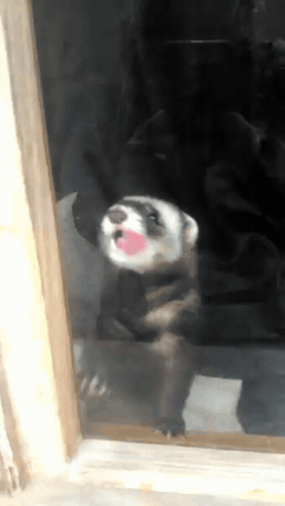 Ferret Sticking Tongue Out Of Glass Door GIF