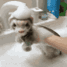 Ferret Taking Bubble Bath