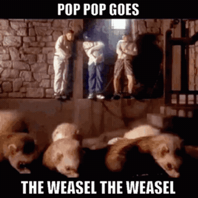 Ferrets In Front Of Stone Wall Pop Pop Goes GIF