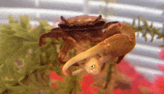 Fiddler Crab Eating Fish GIF