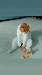 Fidget Toy Spinner Cat Tail