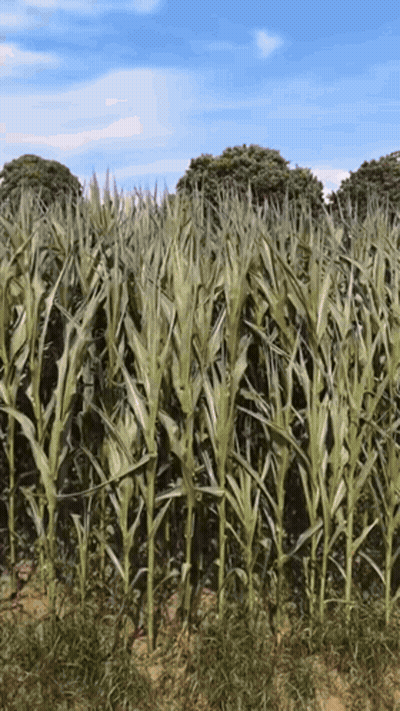Field Of Corn Plants With Trees GIF