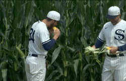 Field Of Dreams Dylan Cease Corn GIF