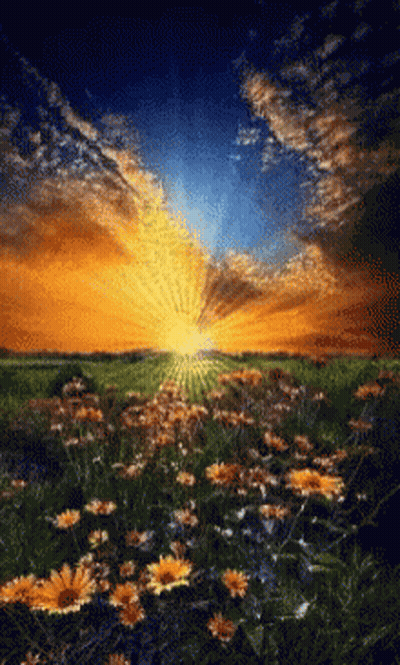 Field Of Flowers With Sun Shining Through Clouds GIF