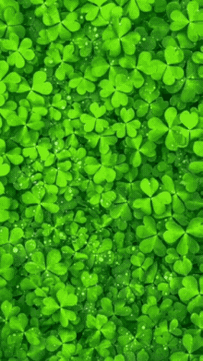 Field Of Green Clovers With Water Drops GIF
