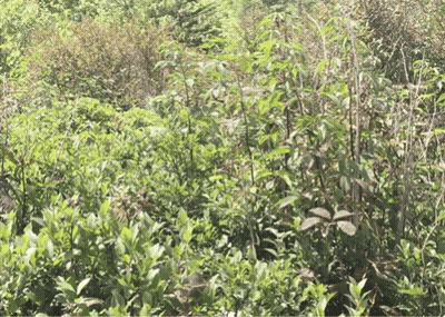 Field Of Green Plants GIF