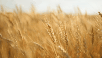 Field Of Wheat Against Blue Sky GIF