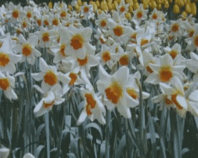 Field Of White And Yellow Flowers GIF
