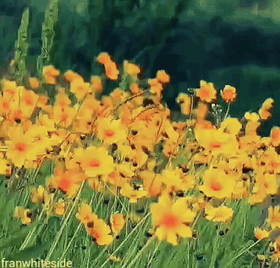 Field Of Yellow And Orange Flowers Franwhiteside GIF