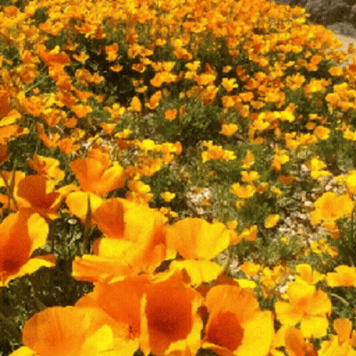 Field Of Yellow And Orange Flowers With Green Leaves GIF
