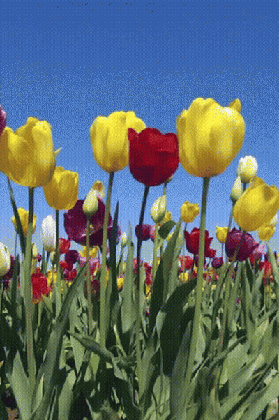 Field Of Yellow And Red Flowers GIF