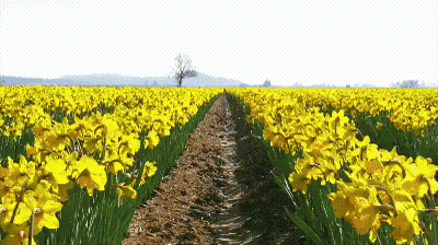 Field Of Yellow Daffodils With Tree In Distance GIF