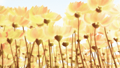 Field Of Yellow Flowers GIF