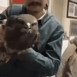 Fierce Black Hawk GIF