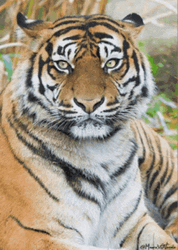Fierce Tiger With Tiger King GIF