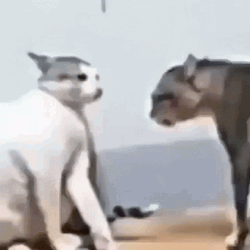 Fight Fight Fight Cute Cat Fight GIF
