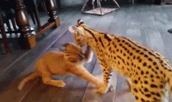 Fight Fight Fight Lynxes Fighting GIF