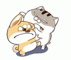 Fighting Ami Fat Cat GIF
