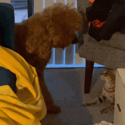 Fighting Dog Cat Lunge GIF