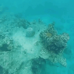 Fiji Funny Man Snorkeling GIF
