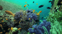 Fiji Snorkeling Underwater Camera GIF