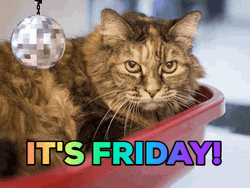 Finally Friday Disco Cool Cat  GIF