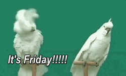 Finally Friday Funny Birds Reaction GIF