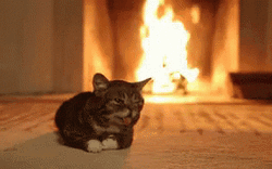 Finally November Text Cute Cat Fireplace