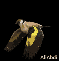 Finch GIF