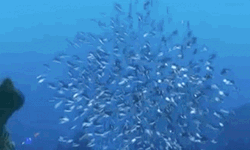 Finding Nemo GIF