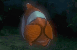 Finding Nemo Dad Covers His Eyes GIF