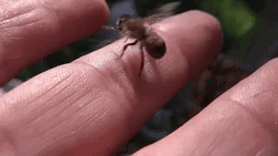Finger Bee Sting GIF