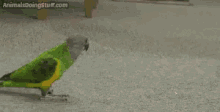 Finger Guns Bird Parakeet Play Dead