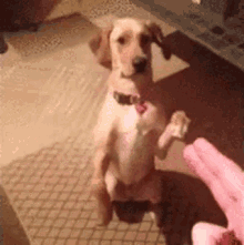 Finger Guns Dog Play Dead GIF
