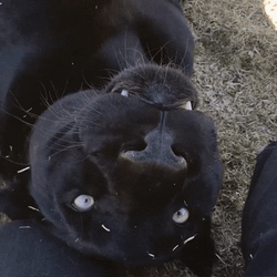 Finger Tapping Teeth Black Panther  GIF
