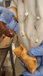 Fingers Full Of Catsup Looks Like Hotdog GIF