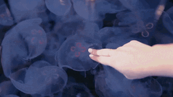 Fingers Touching Jellyfish