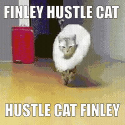 Finley Hustle Cat GIF