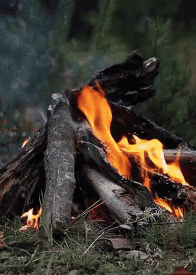 Fire Burning In Grass And Woods GIF