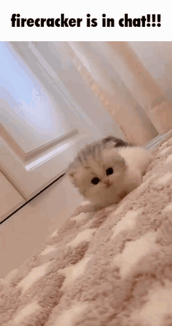 Firecracker Is In Chat GIF