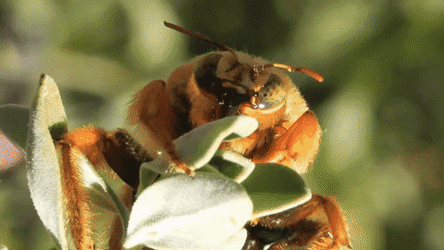 First Day Of Spring Nectar Hunting GIF