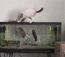 Fish Bait Jumping Scared Cat GIF