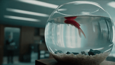 Fish Bowl With Red Fish Saying Okbo GIF