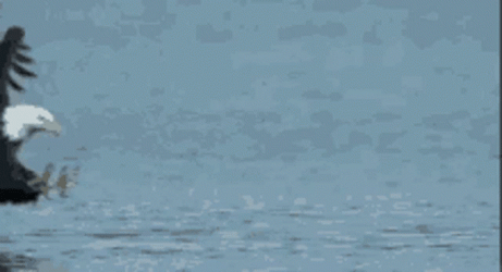 Fish Caught By Eagle GIF