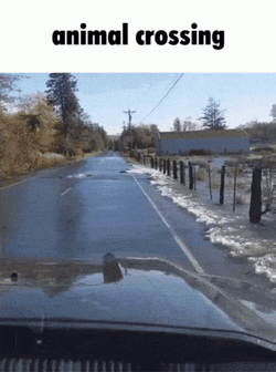 Fish Crossing From The Flooding GIF