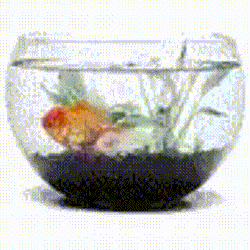 Fish Fish Spinning GIF