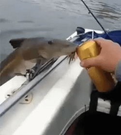 Fish Having Some Drink Funny Fishing GIF